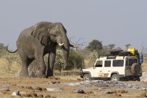 Elephant Safari